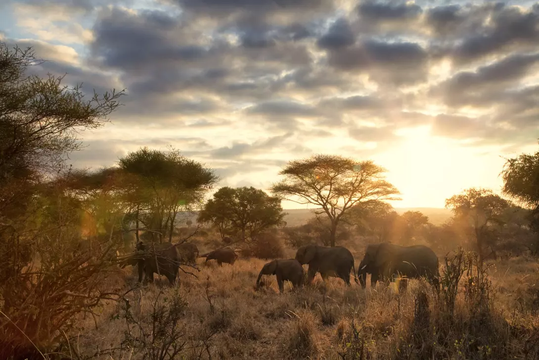 A family of elephants at sunset