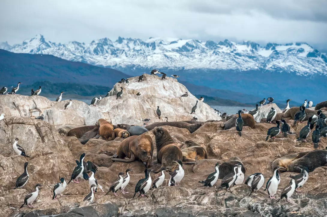 Sea lions and King Cormorant penguin colony sits on an Island in the Beagle Channel