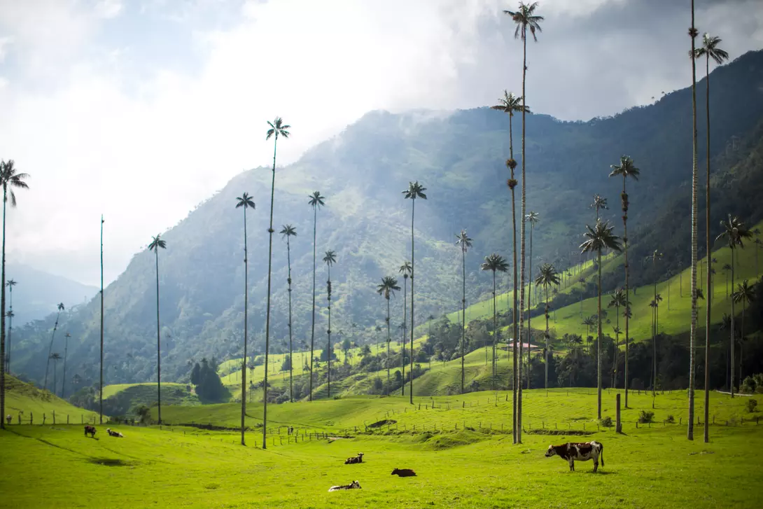 Cows roam the Valle de Cocora (Valley of the Wax Palm), a scenic park with wax palms measuring over 60m