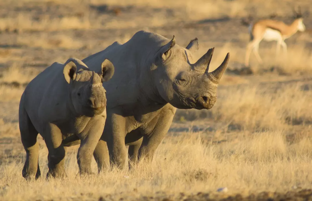 Etosha National Park Mother and baby black rhino in warm evening light