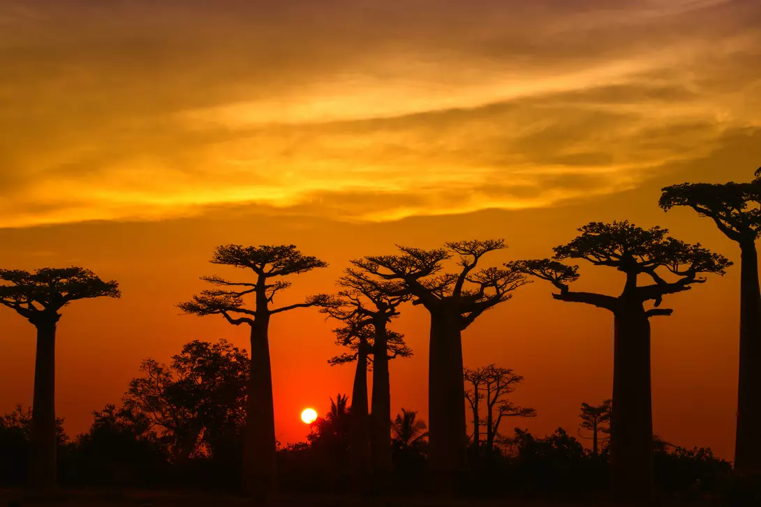 Silhouette of Baobab trees (Adansonia) in Madagascar
