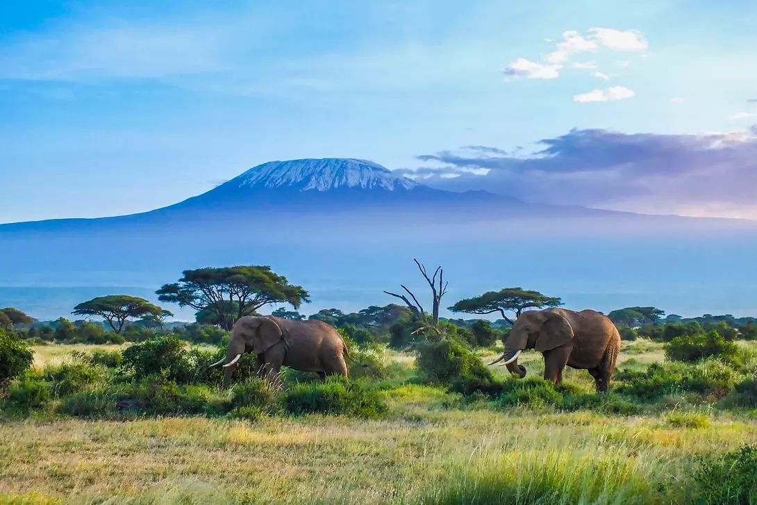 Two elephants graze in a lush green landscape with Mount Kilimanjaro in the background under a blue sky.