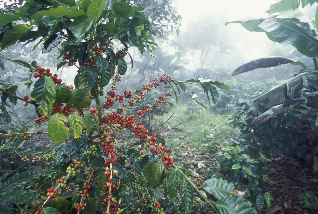 Dark green leaves and red beans of the coffee plantations in the hills of Honduras