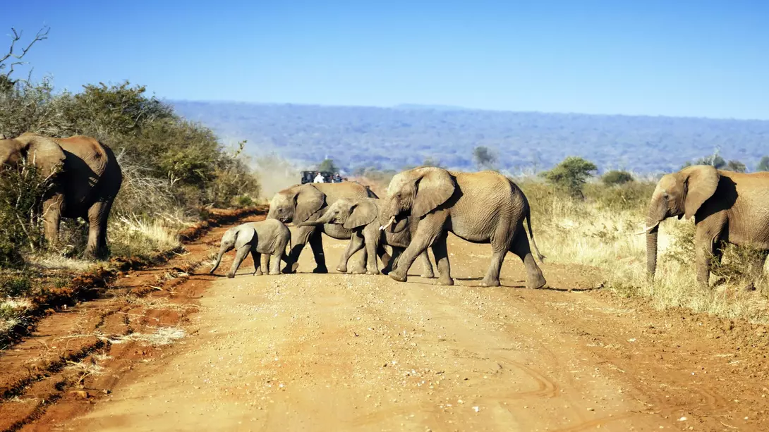 A group of elephants crossing the road 