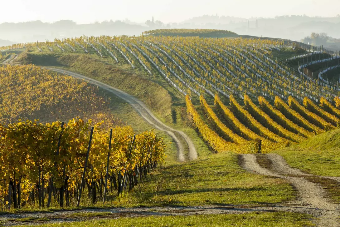 Beautiful view of plants growing in a row at vineyard.