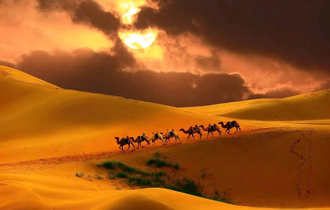 Caravan of camels descending a sand dune in the desert