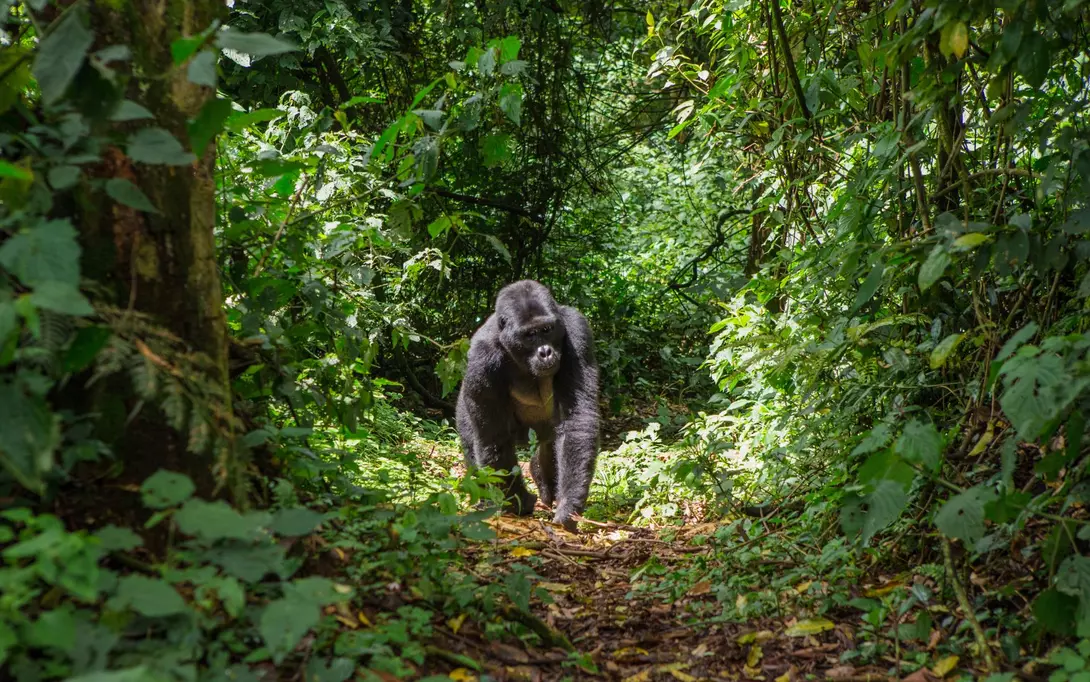Dominant male mountain gorilla in rainforest.