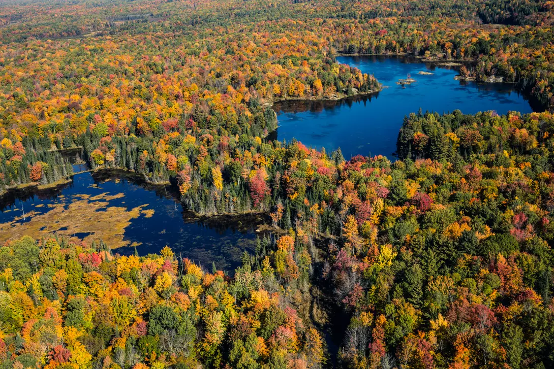 Aerial view of Algonquin provincial park