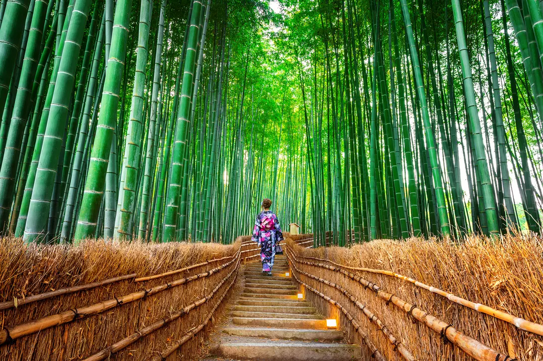 Asian woman walking up path wearing traditional kimono in Bamboo Forest in Kyoto, Japan