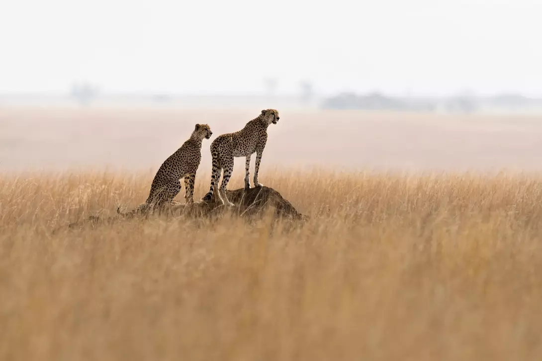 Samburu National Park Two cheetahs on a termite mound hunting behavior in the park