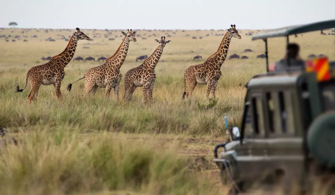 Four giraffes stand in tall grass near a safari vehicle in a savanna landscape.