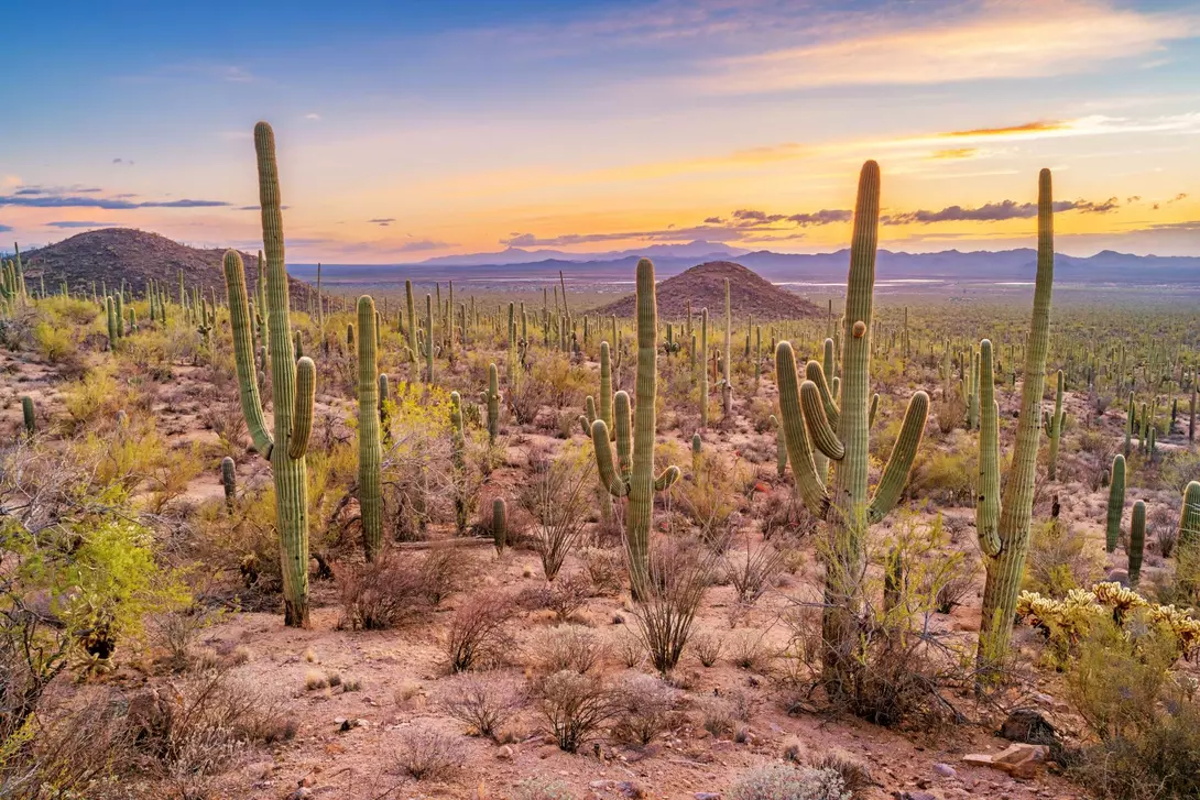Saguaro cactus forest in Saguaro National Park, Arizona, USA during sunset.