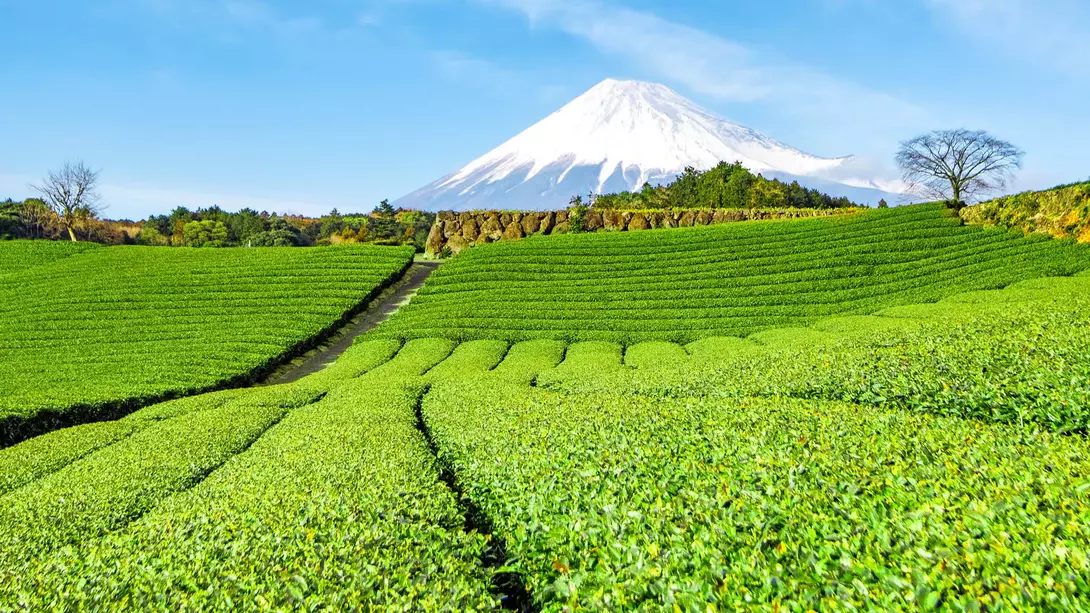 Fujinomiya, Shizuoka Fuji Mountain and Green Tea Plantation at Fujinomiya, Shizuoka, Japan