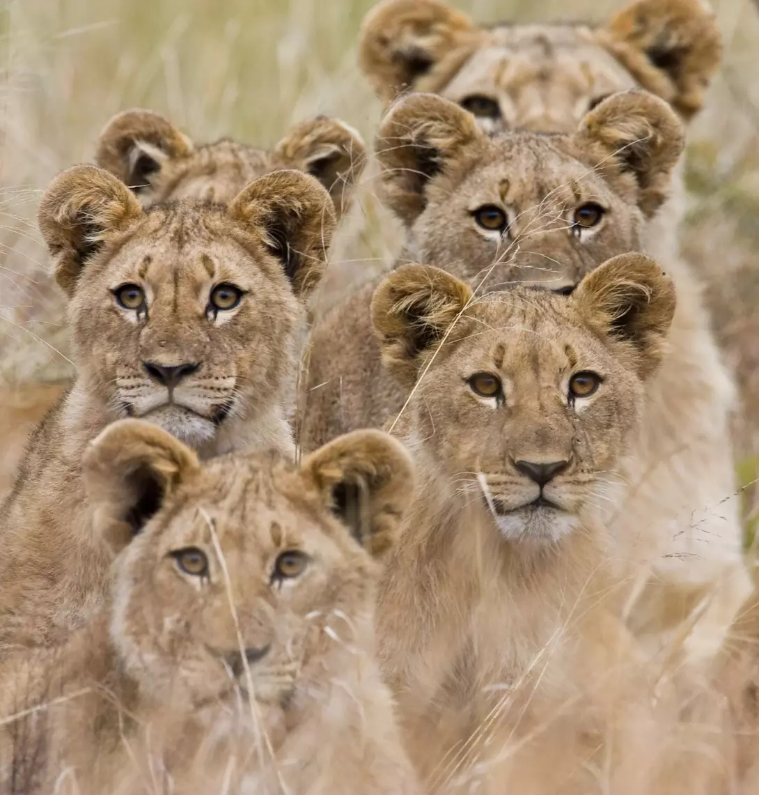 Family of lions in South Africa