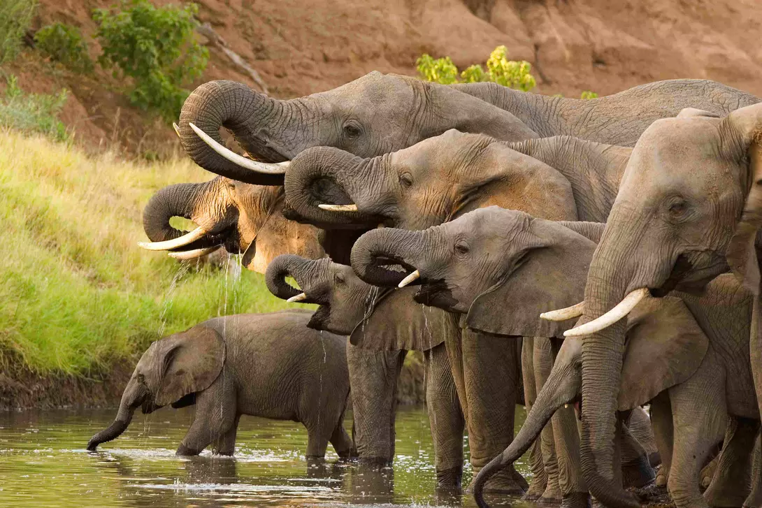 Elephants drinking at a waterhole in Botswana