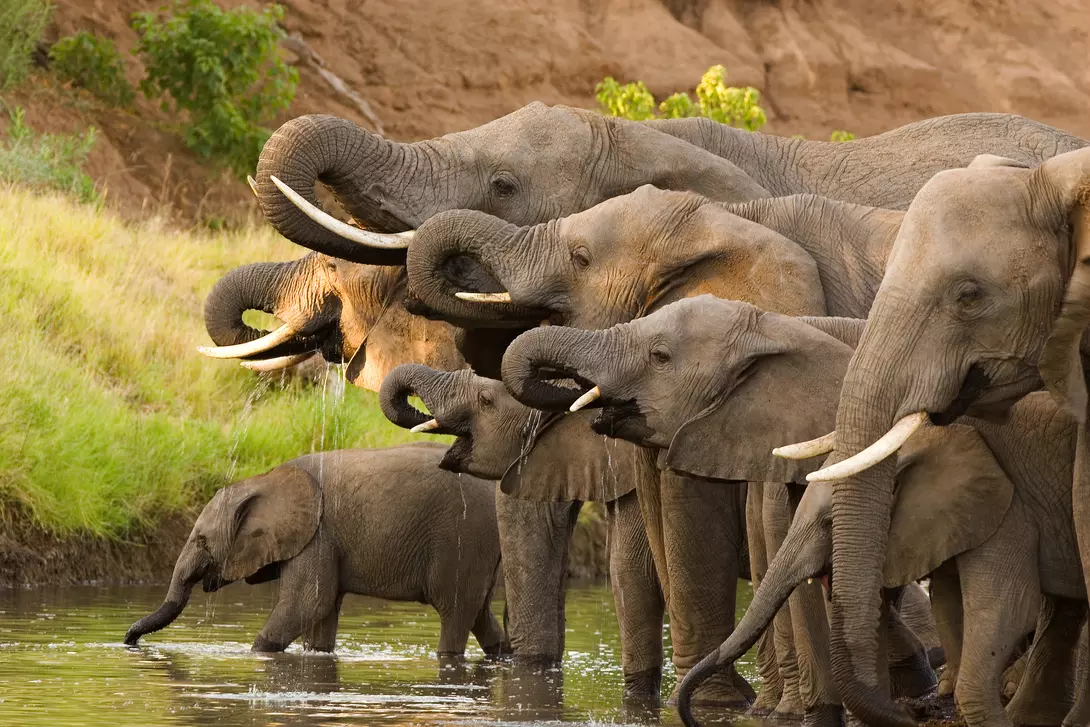 Elephants drinking at a waterhole in Botswana