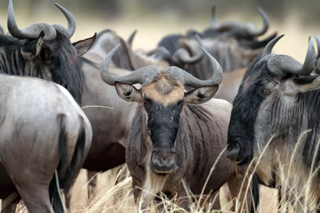 Wildebeest herd, Serengeti, Tanzania, East Africa
