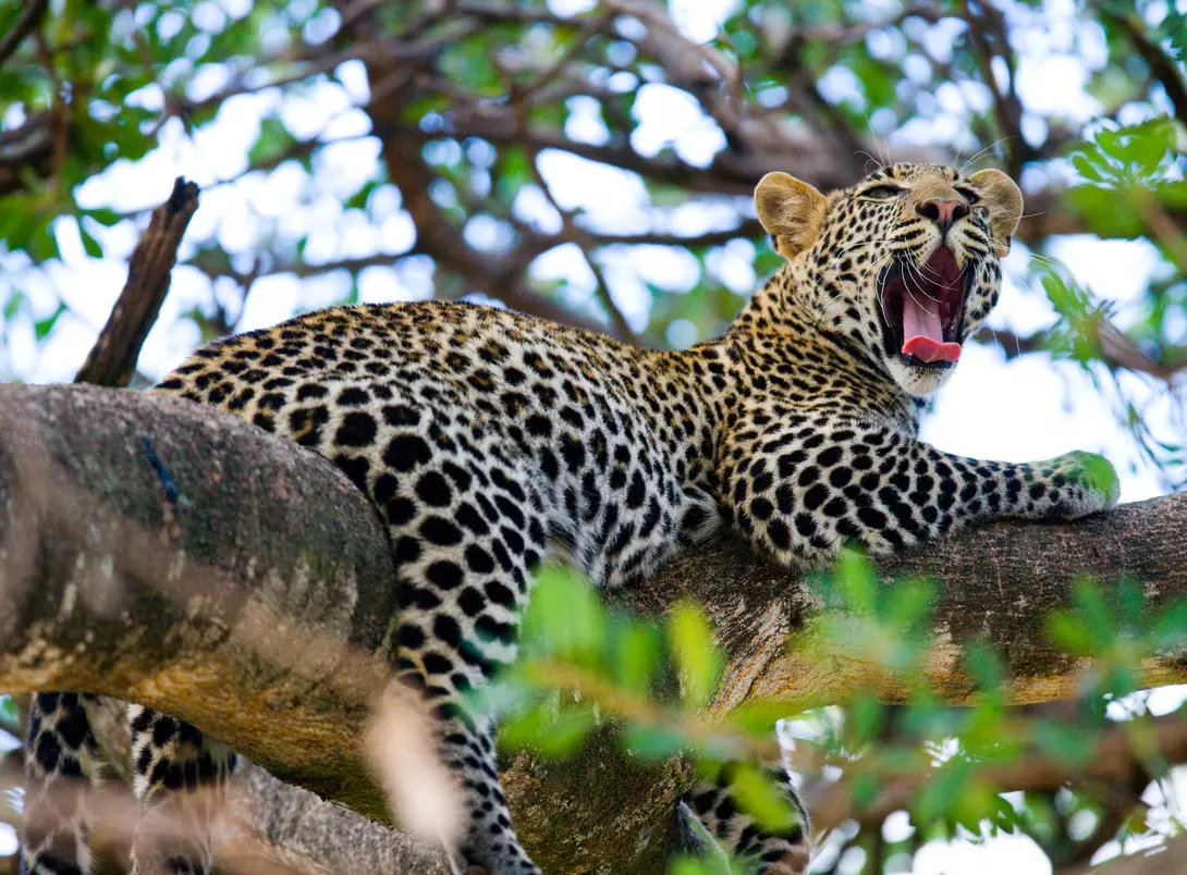 Leopard resting on a tree branch, yawning lazily in the wild.
