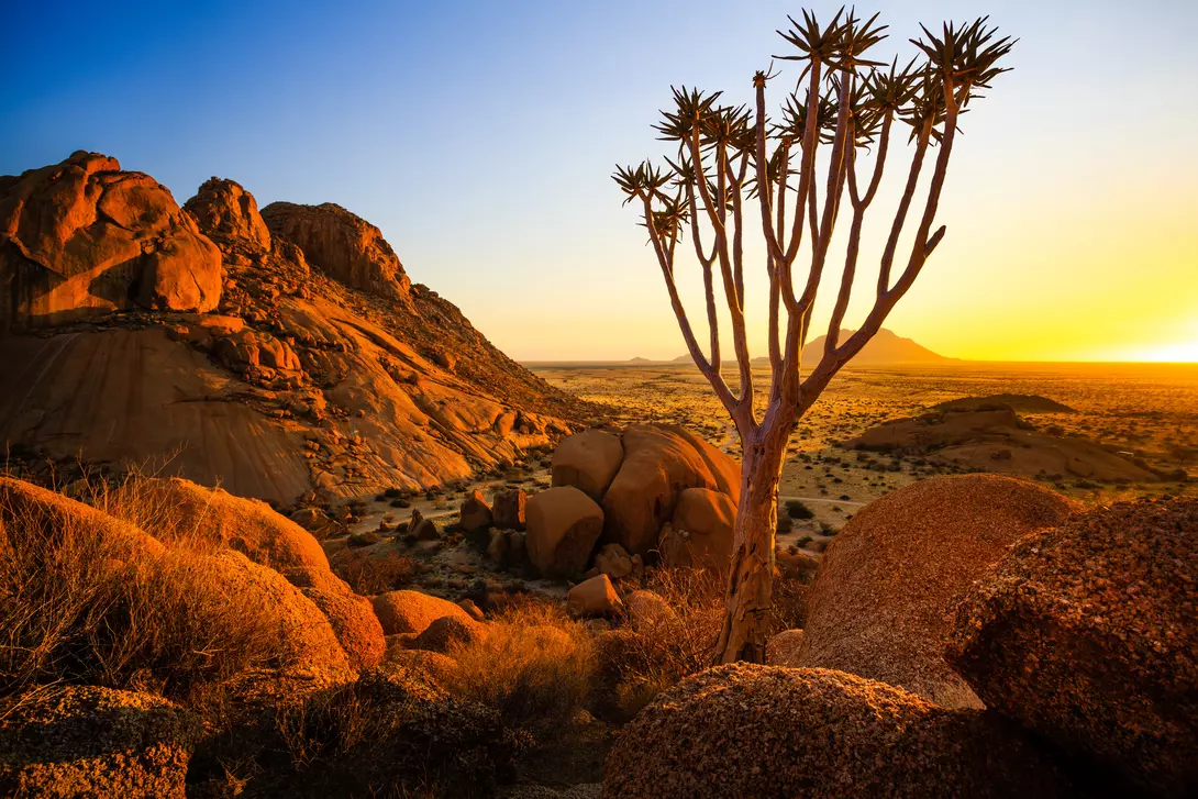 A young quiver tree adds a touch of life standing against the bald granite peaks.