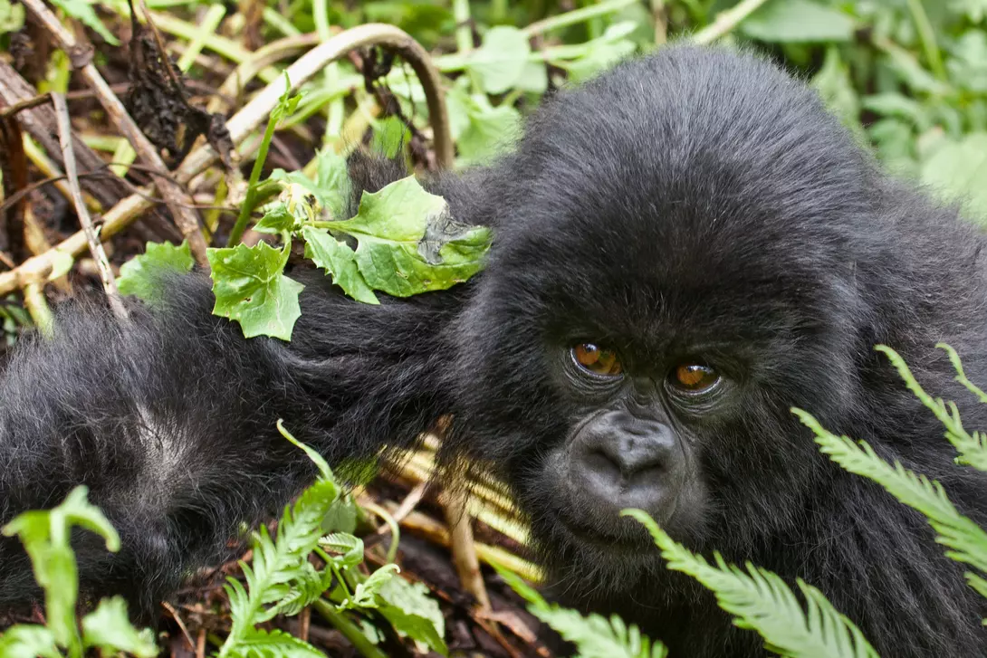 Mountain Gorillas are classified as critically endangered, with only around 1,000 individuals remaining in the wild.