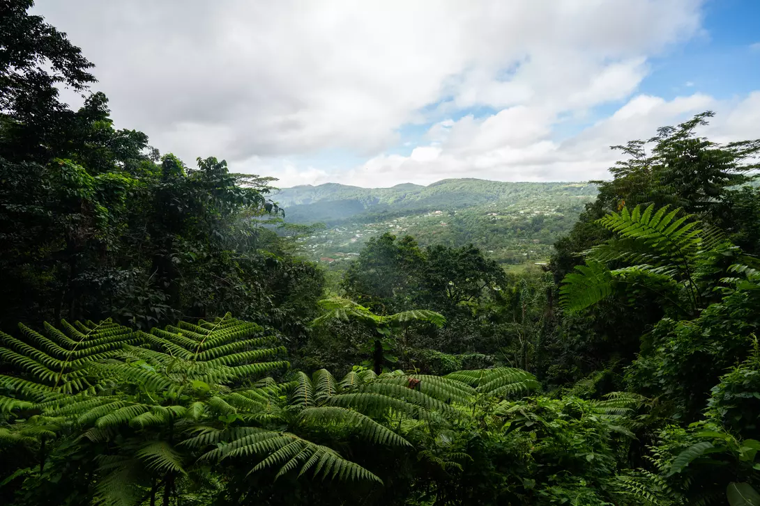 Hike the Mount Vaea walking trail to see the top of Apia