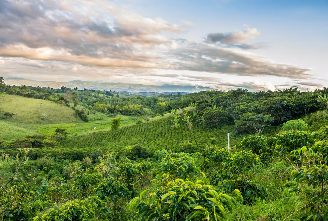 View across green lush coffee plantation