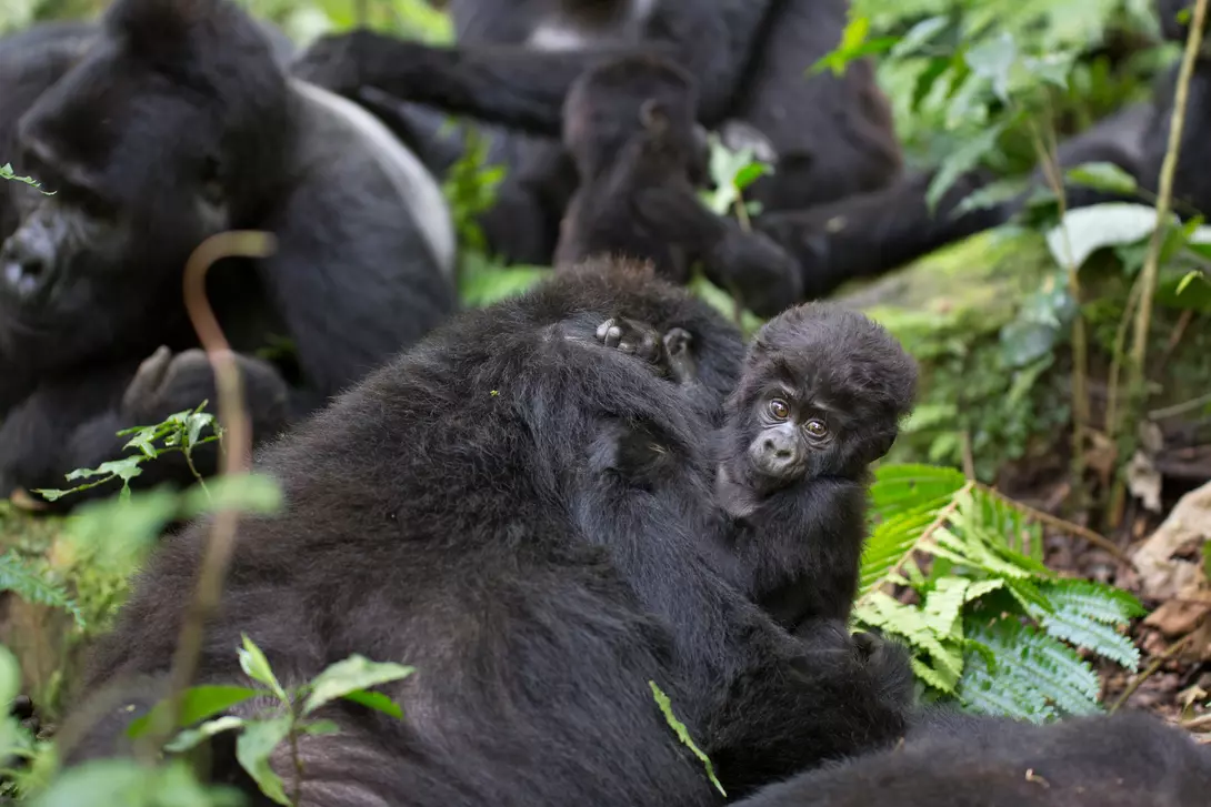 Baby mountain gorillas, also known as Juveniles. grow rapidly during their early years but remain dependent on their mothers.