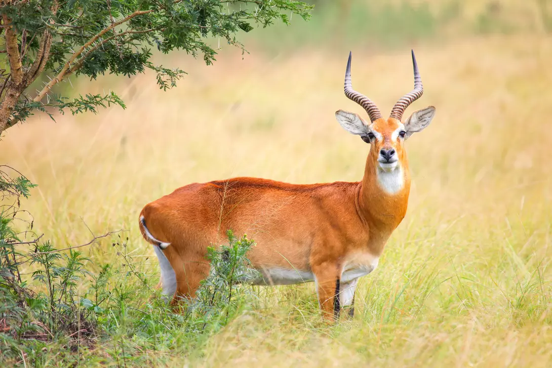 Graceful Ugandan kob captured in its natural habitat.