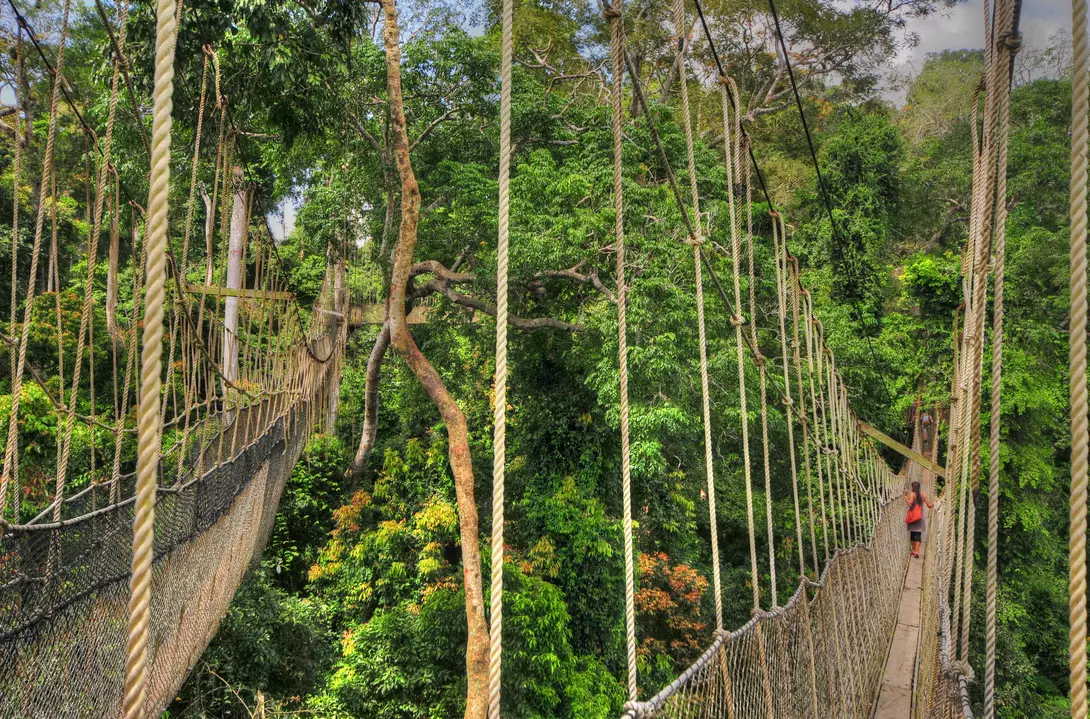 Kakum's Canopy Walkway, a thrilling aerial adventure above the rainforest