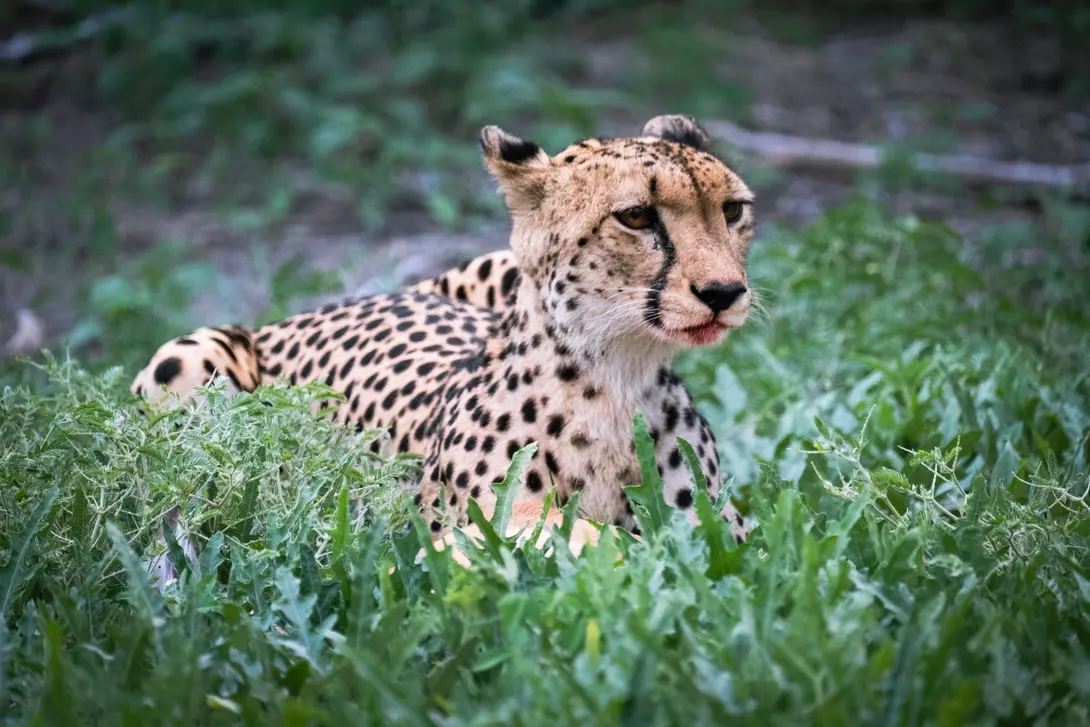 Cheetah, Moremi Nature Reserve