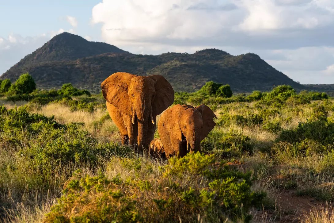 Elephant in Samburu National Reserve