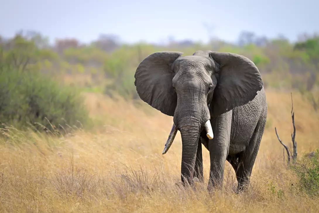 Elephant on the Serengeti Savanna