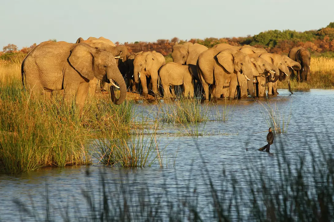 Elephants at Waterhole
