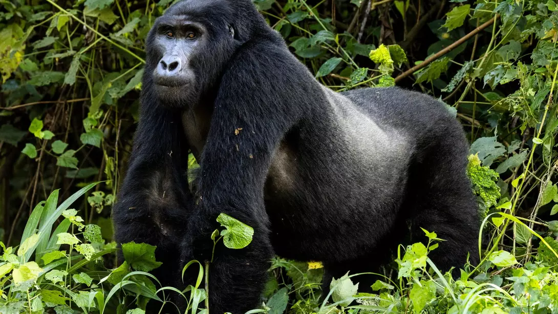 Endangered silverback mountain gorilla in Uganda