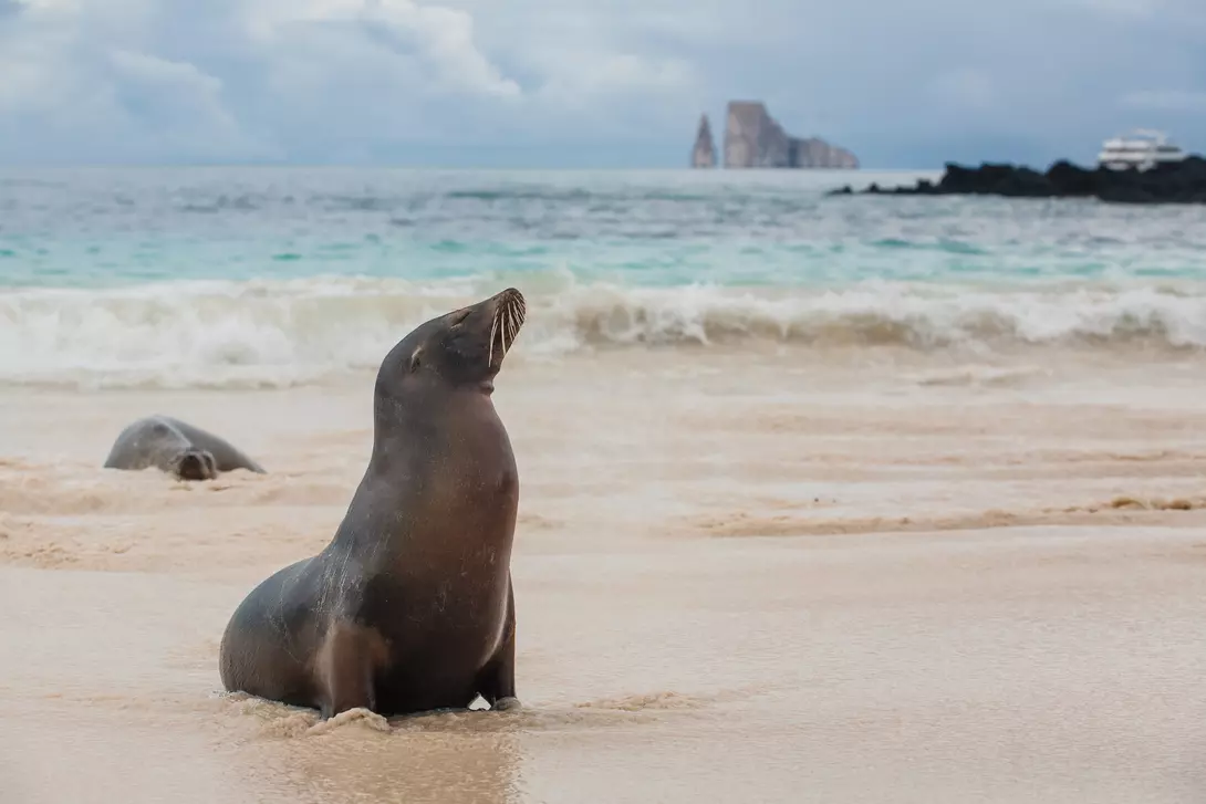 Galapagos Sea Lion, San Cristobal Island, Galapagos