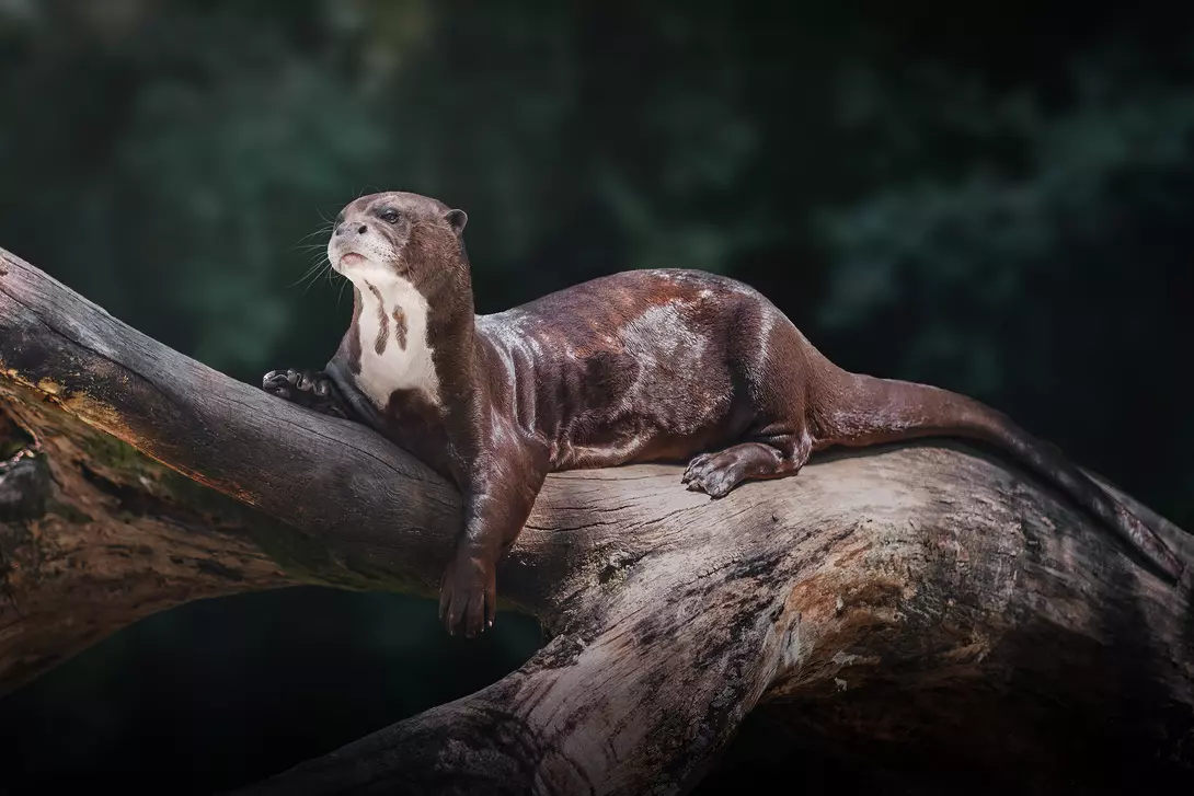 The Giant River Otters of the Amazon