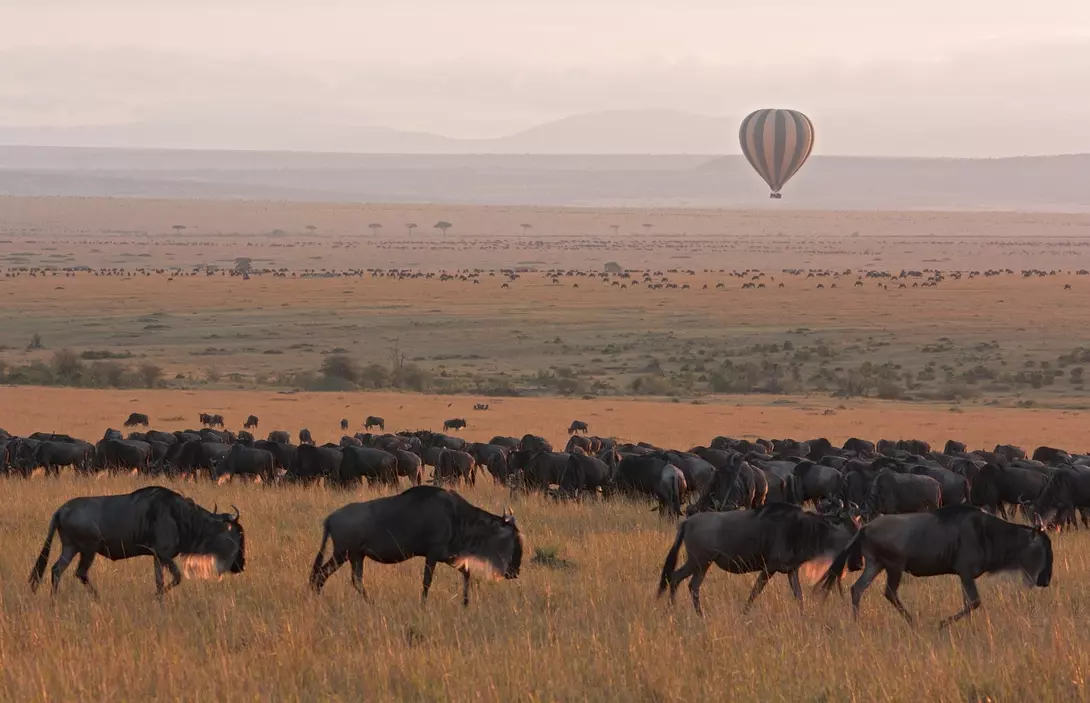 The Great Migration, Masai Mara