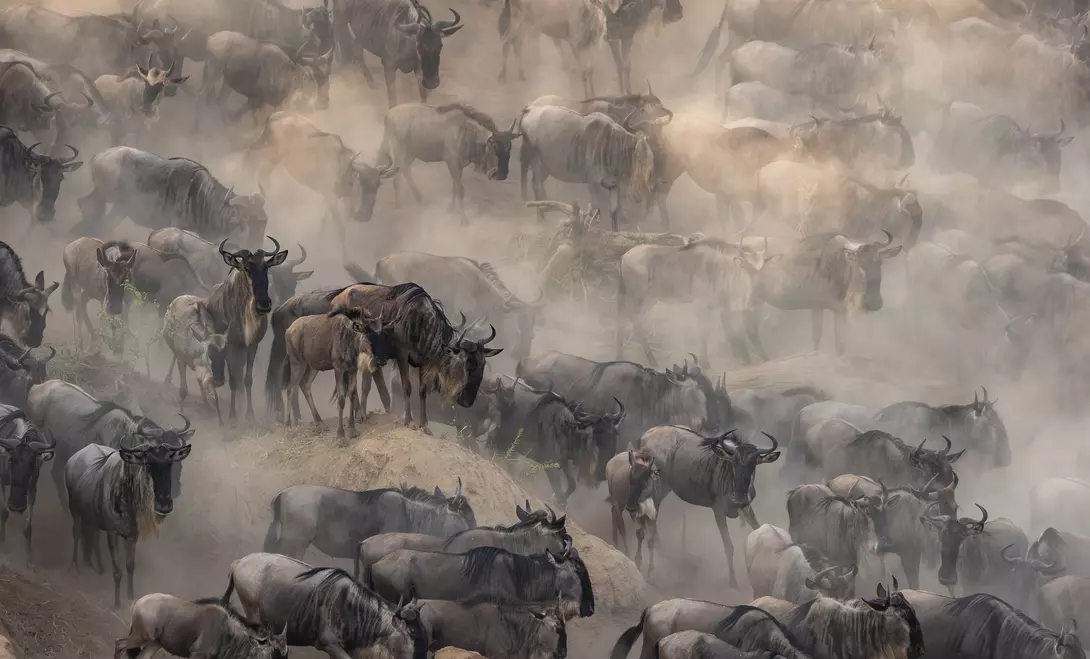 Great Wildebeest Migration