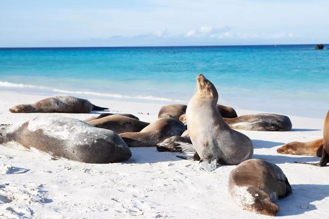 Group of Galapagos Sea Lions, Zalophus wollebaeki