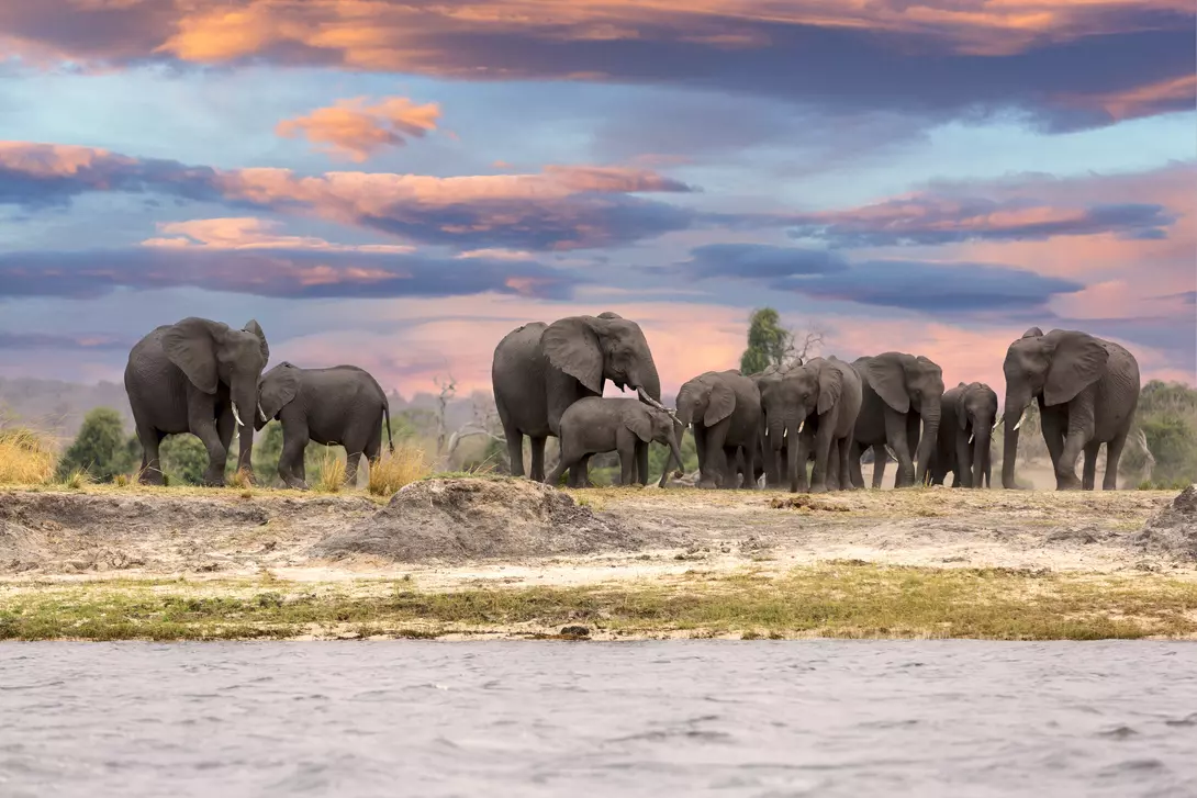 Herd of elephants along the Chobe River