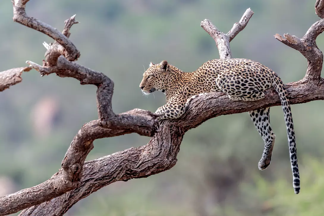 Leopard in the Masai Mara, Kenya