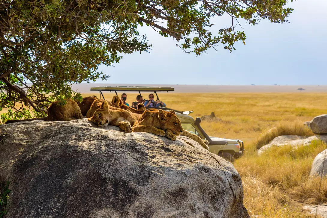 Lion Pride, Serengeti National Park