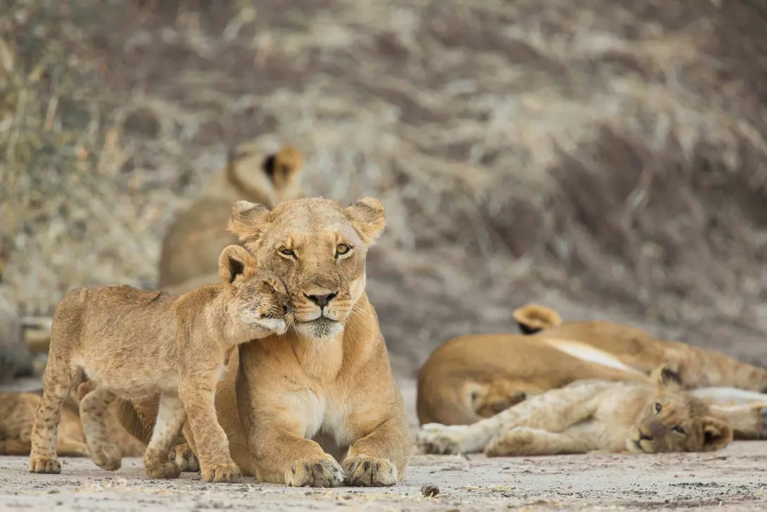 Lioness with her cubs, Kruger National Park