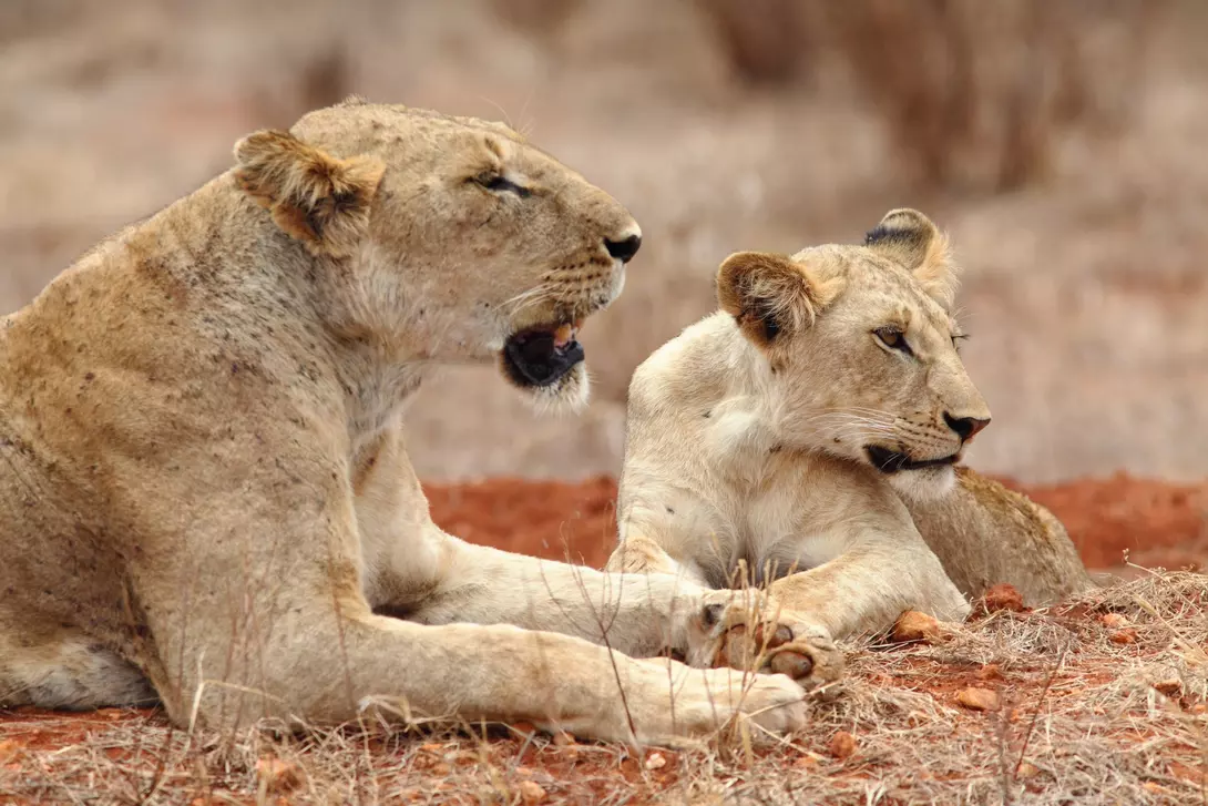 Lions in Tsavo East National Park, Kenya
