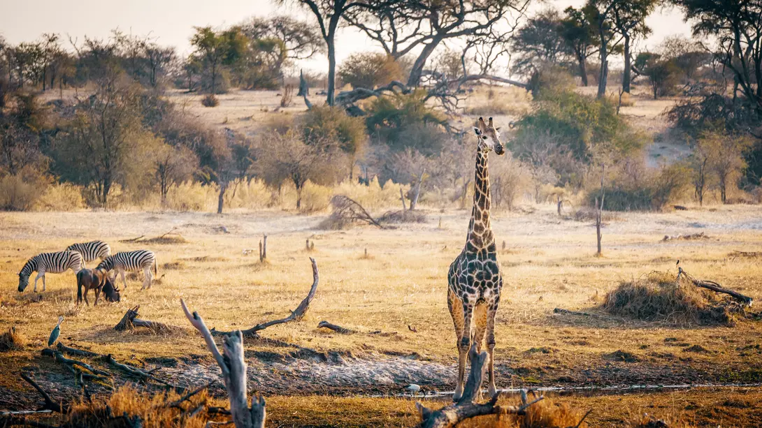 Makgadikgadi Pans National Park, Botswana.