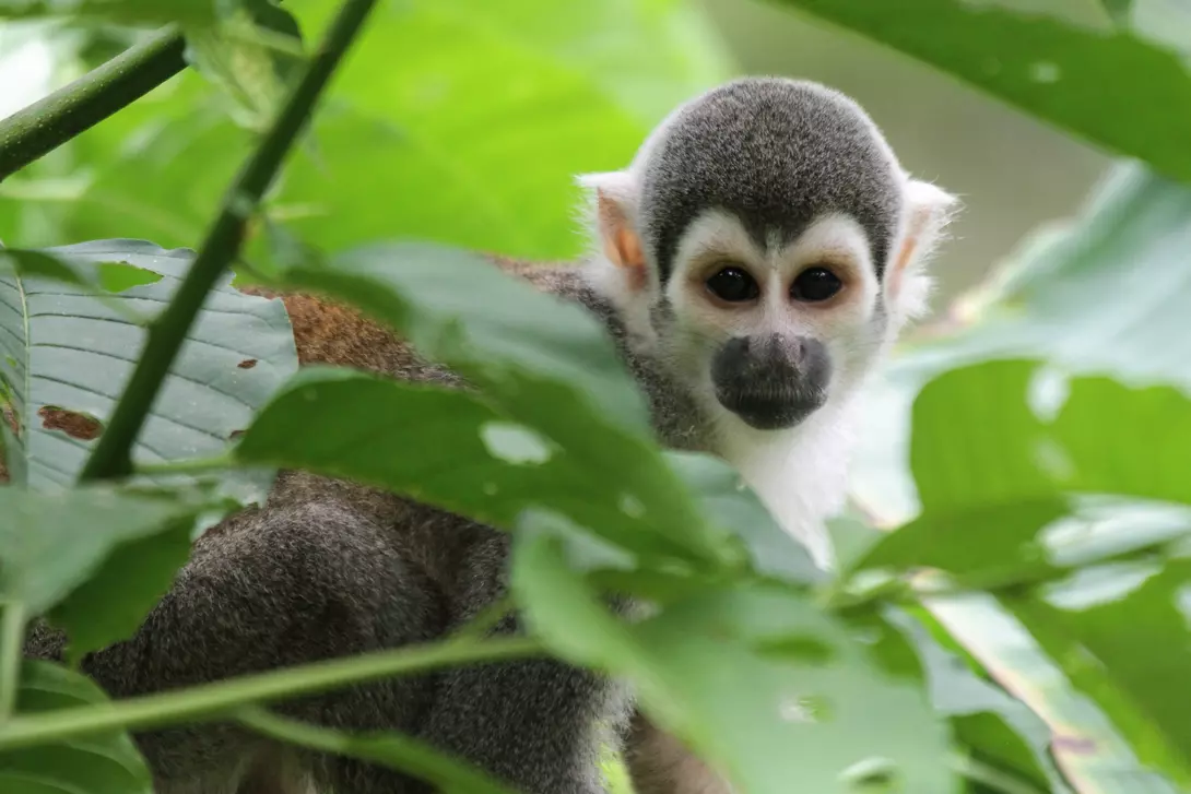 Monkey in the Ecuadorian Amazon