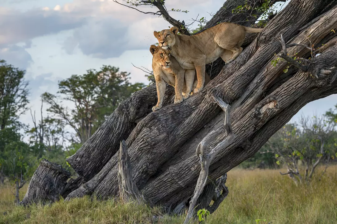 Moremi Game Reserve