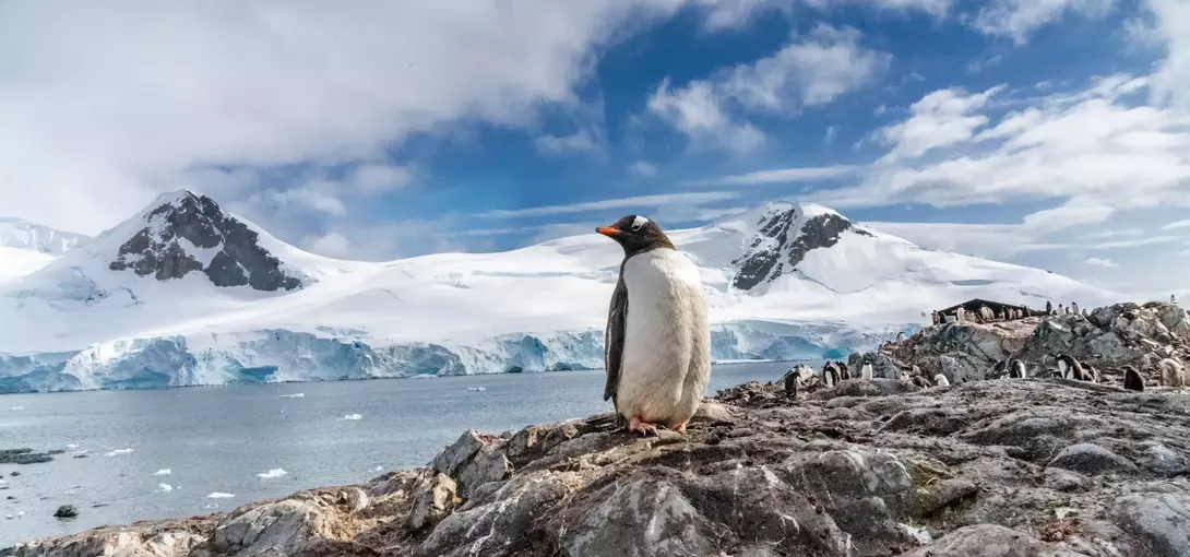 Penguins in Antarctica