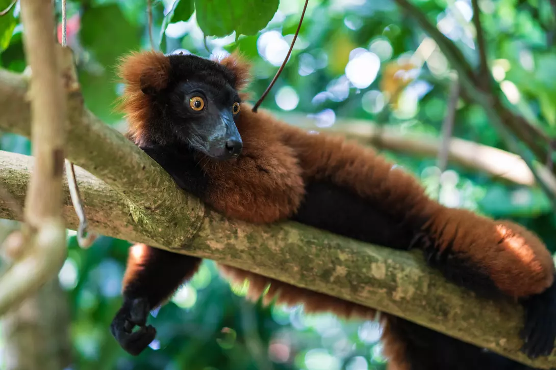 Red Ruffed Lemur