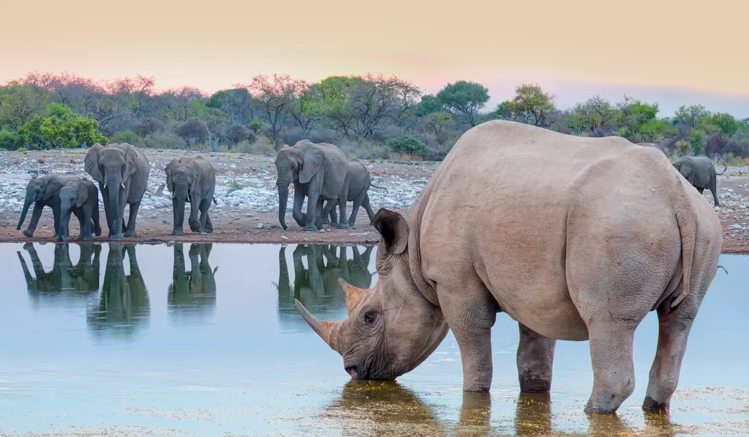 Explore Namibia's Etosha National Park